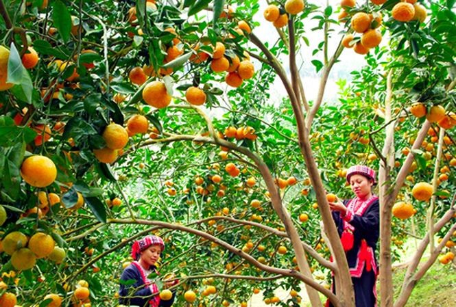 Cam sành Hàm Yên Đặc sản Tuyên Quang