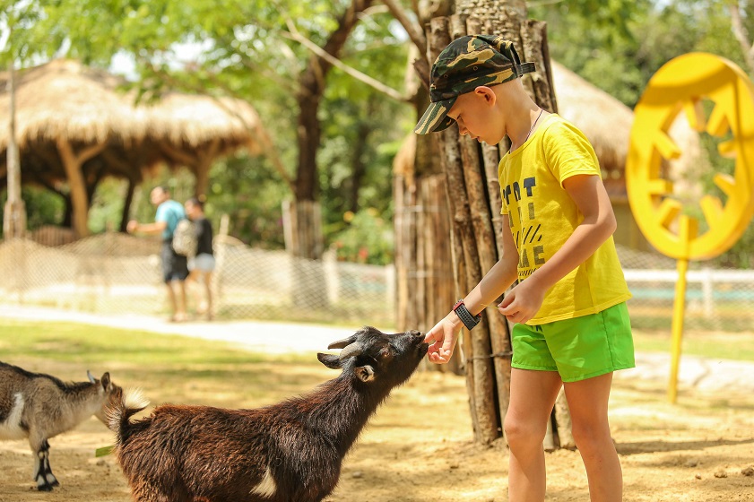 Chăm sóc động vật tại Kid Zoo - Vinpearl Safari Phú Quốc