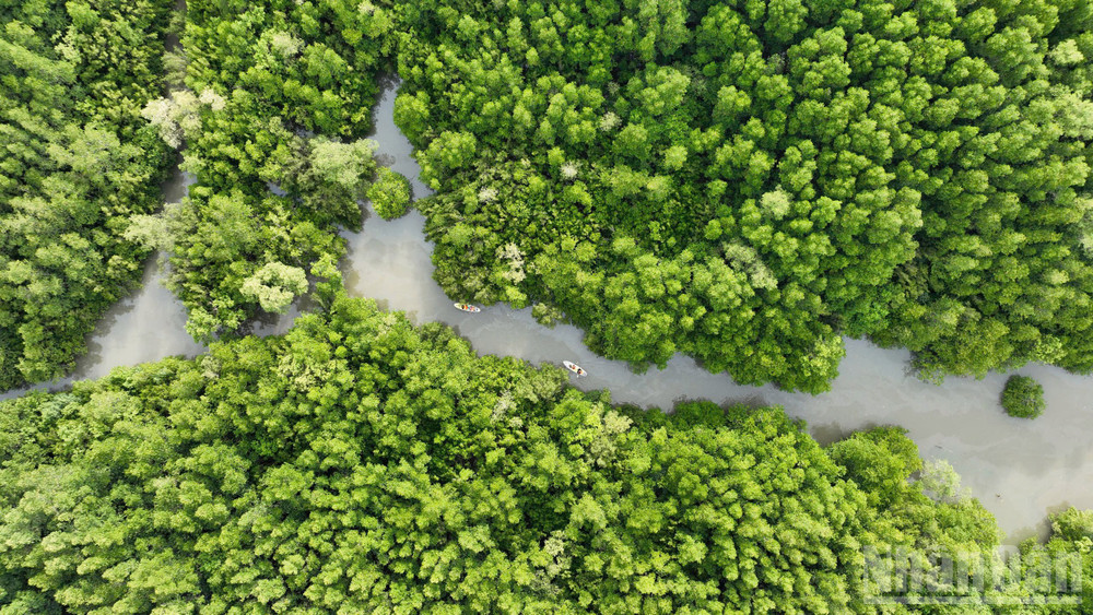 Rừng ngập mặn Cần Giờ